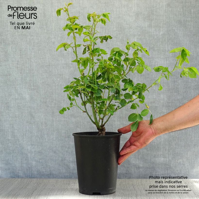 Spécimen de Rosier à fleurs groupées Rhapsody In Blue en pot de 4L. tel que livré au printemps
