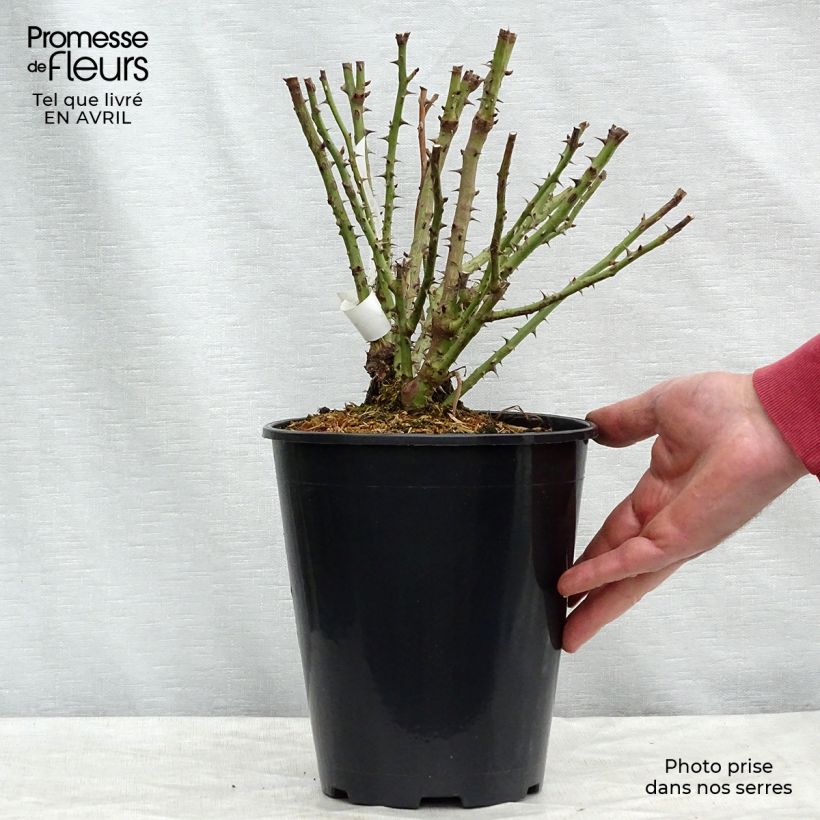 Spécimen de Rosier à fleurs groupées Rochemenier Village en pot de 4L tel que livré au printemps