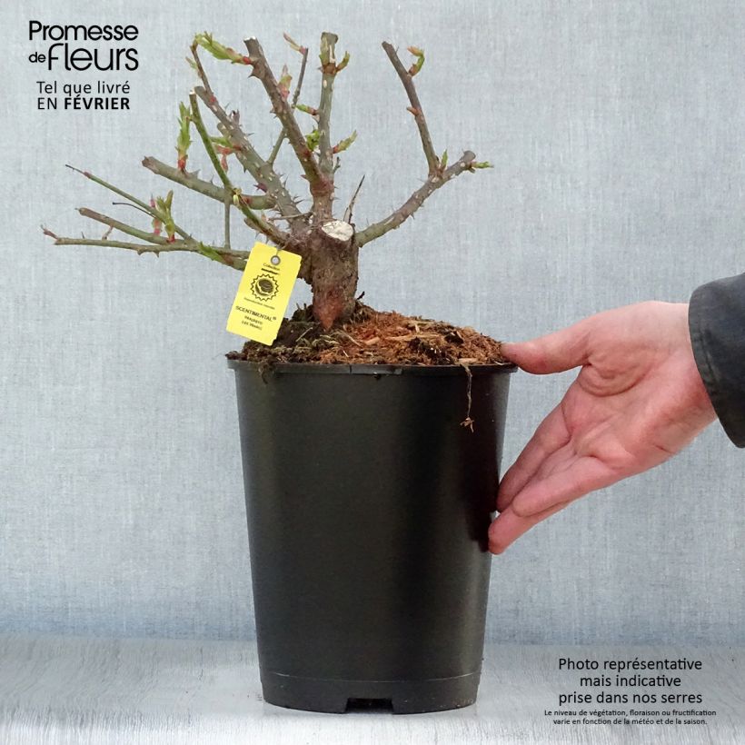 Spécimen de Rosier à fleurs groupées Scentimental Pot de 4L/5L tel que livré en hiver