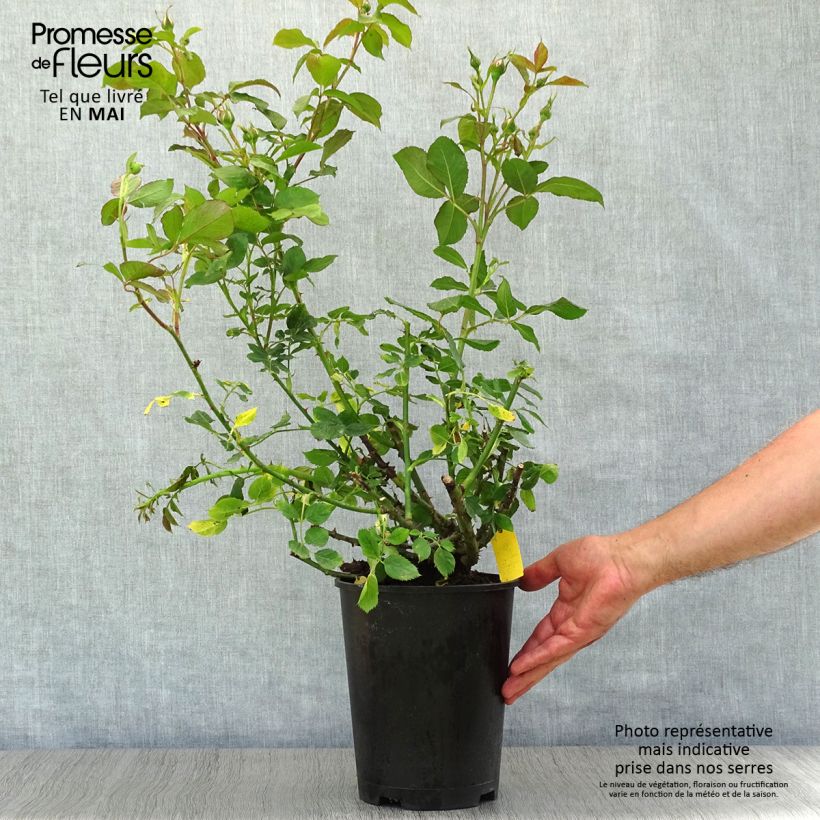 Spécimen de Rosier à fleurs groupées Scentimental en pot de 4L tel que livré au printemps