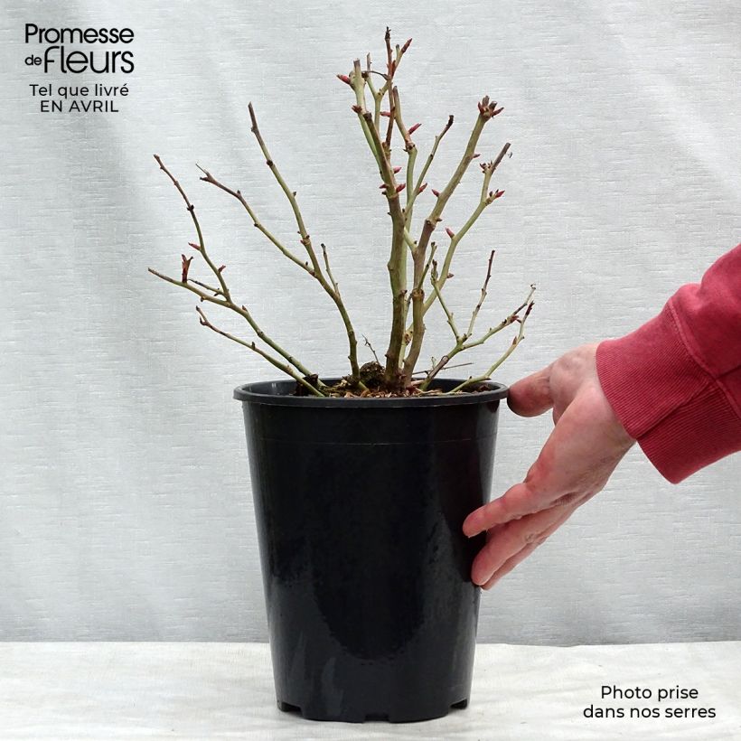 Spécimen de Rosier à fleurs groupées Schöne Koblenzerin en pot de 3L tel que livré au printemps