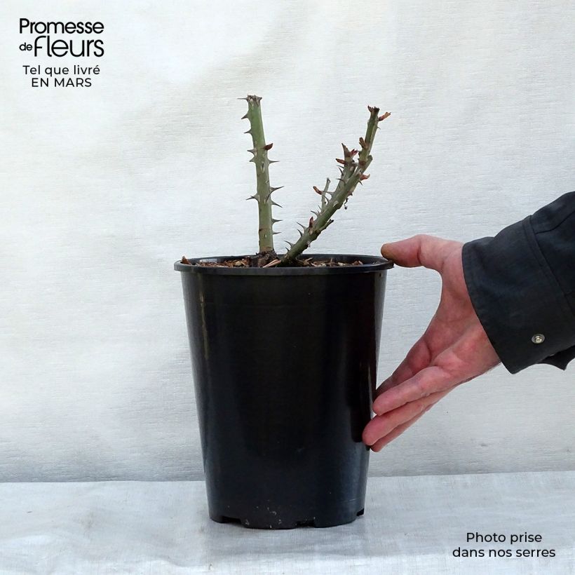 Spécimen de Rosier à fleurs groupées Summer of Love en pot de 3 L tel que livré au printemps