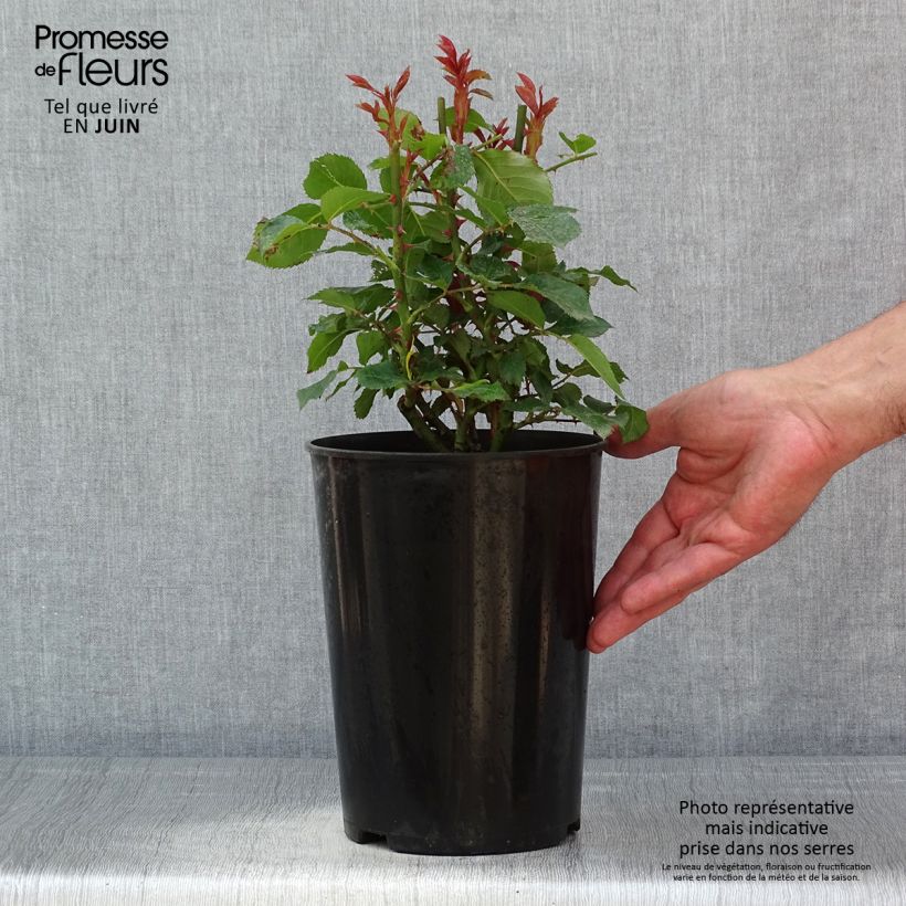 Spécimen de Rosier à fleurs groupées Tobago - pot de 4L/5L tel que livré au printemps