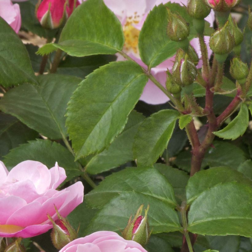 Rosier à fleurs groupées Utopia (Feuillage)