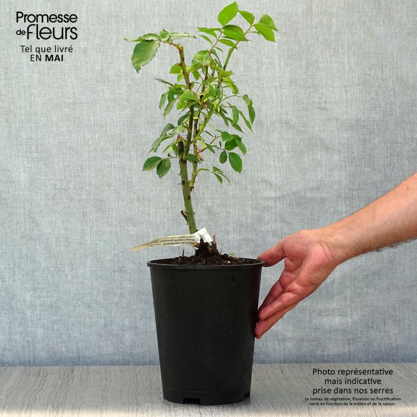 Spécimen de Rosier à fleurs groupées Ville de Saumur en pot de 4L tel que livré au printemps