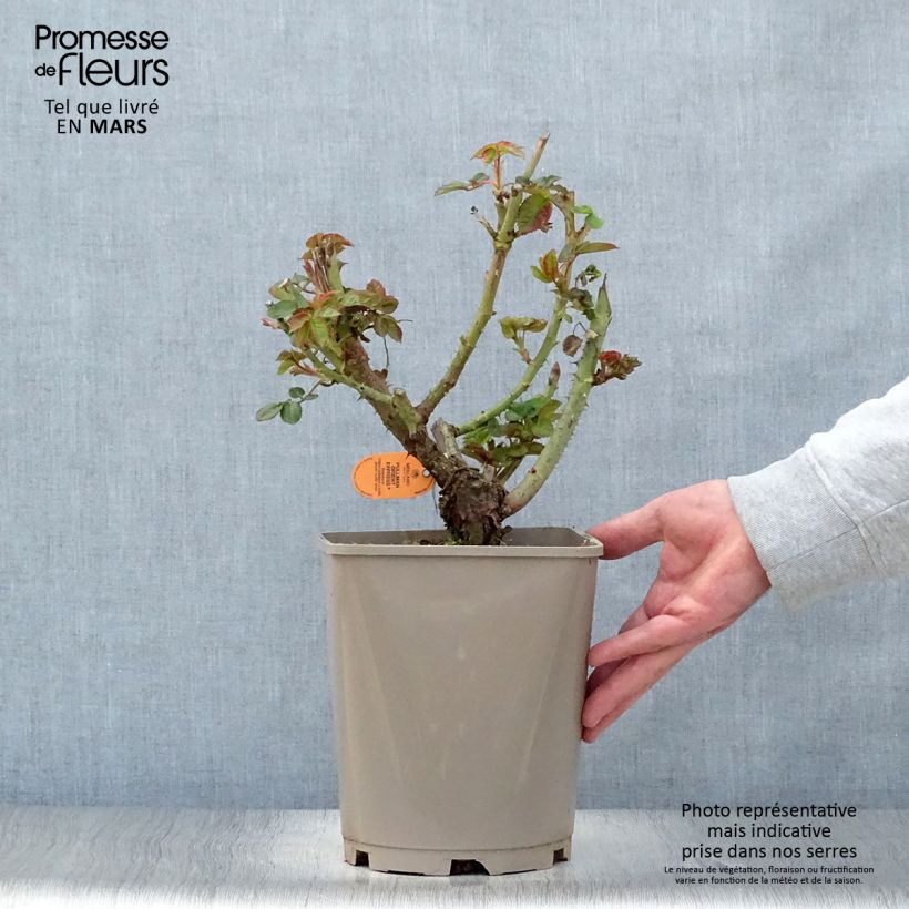 Spécimen de Rosier à grandes Fleurs Oriental Peace en pot de 4L tel que livré au printemps