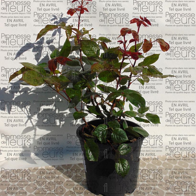 Exemple de spécimen de Rosier à grandes Fleurs Wedding Bells en pot de 4L tel que livré