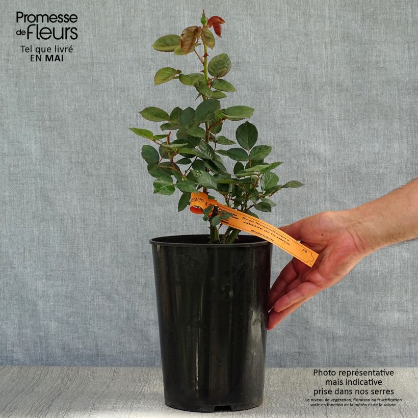 Spécimen de Rosier à grandes fleurs Abbaye de Cluny en pot de 4L tel que livré au printemps