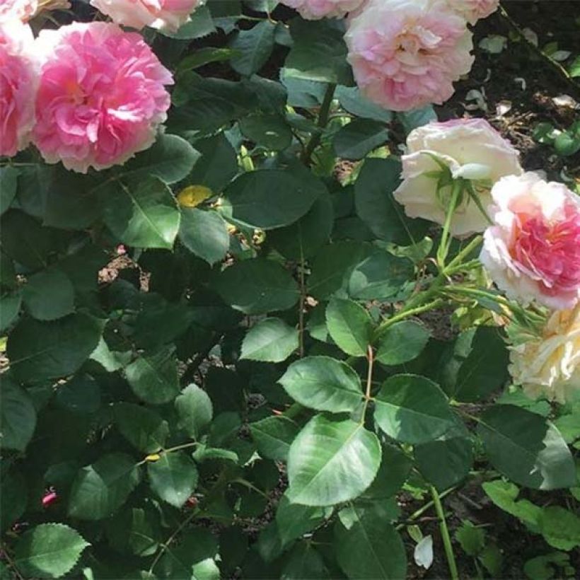 Rosier à grandes fleurs Agnès B (Feuillage)