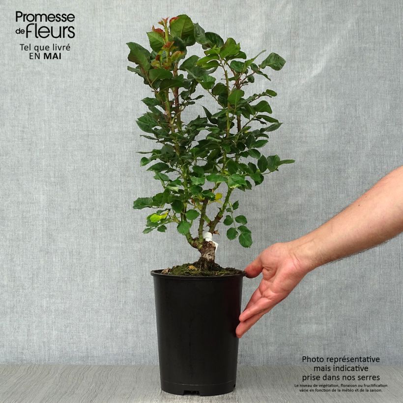 Spécimen de Rosier à grandes fleurs Agnès B en pot de 4L/5L tel que livré au printemps