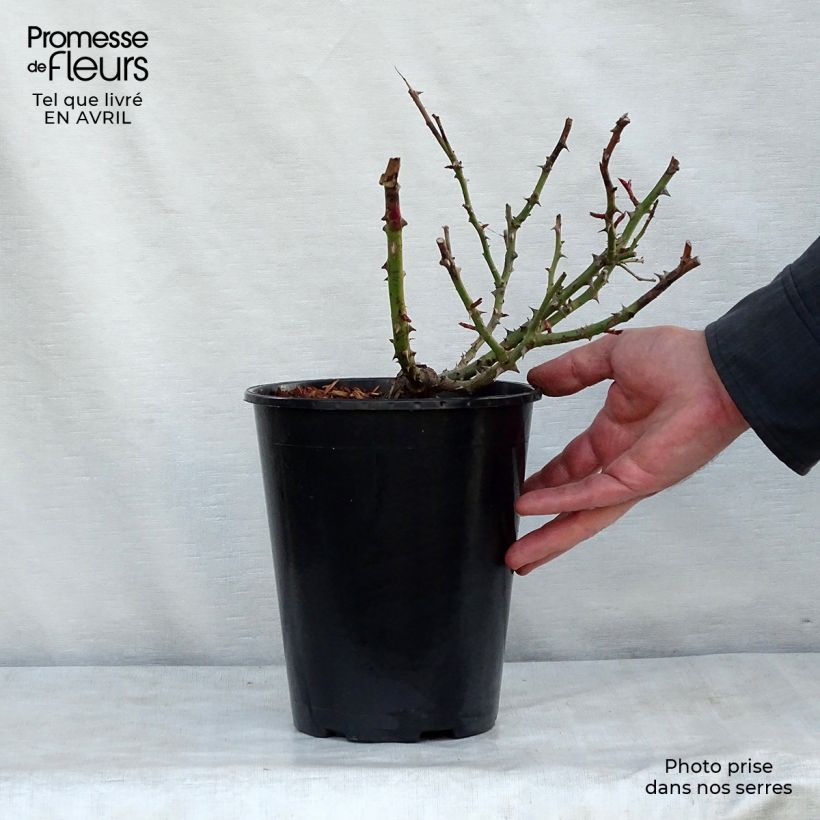 Spécimen de Rosier à grandes fleurs Alissar Princess of Phoenicia en pot de 4L tel que livré au printemps