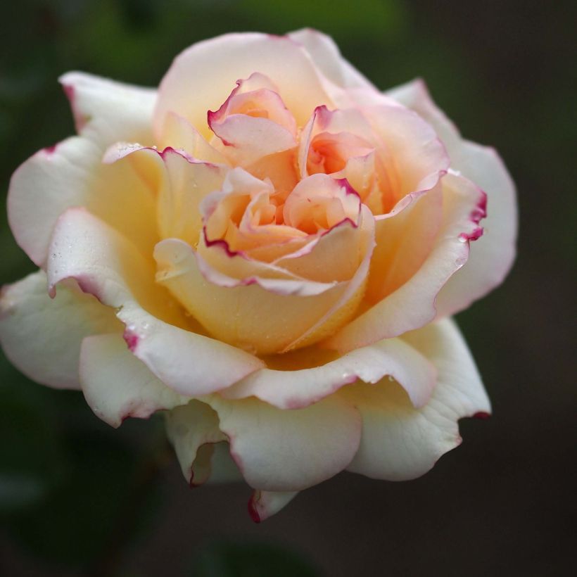 Rosier à grandes fleurs Alphonse Daudet (Floraison)