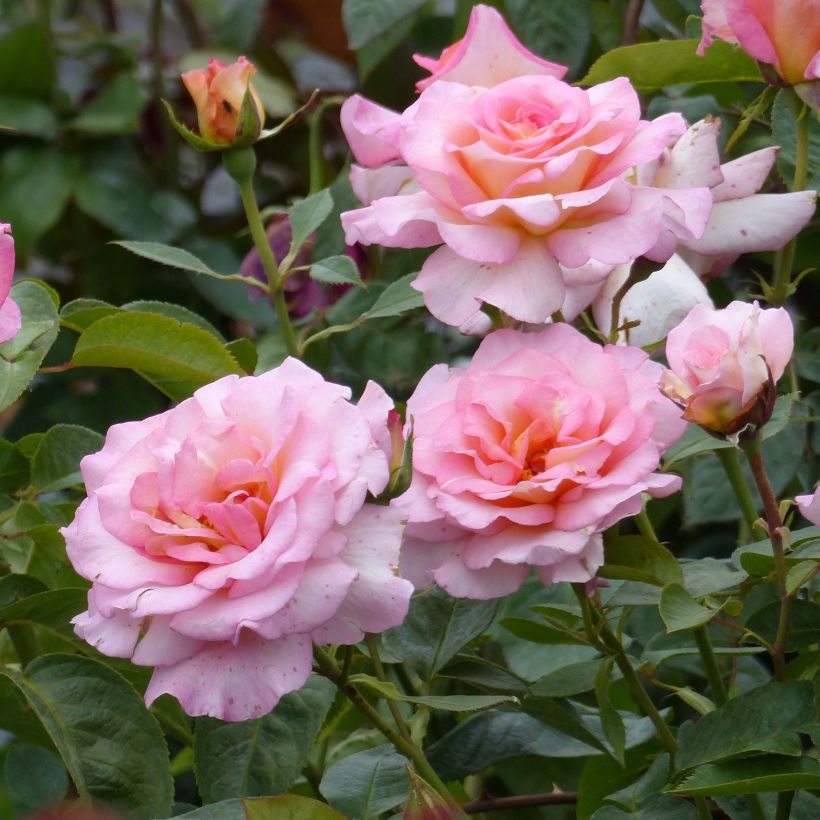 Rosier à grandes fleurs André Eve (Floraison)