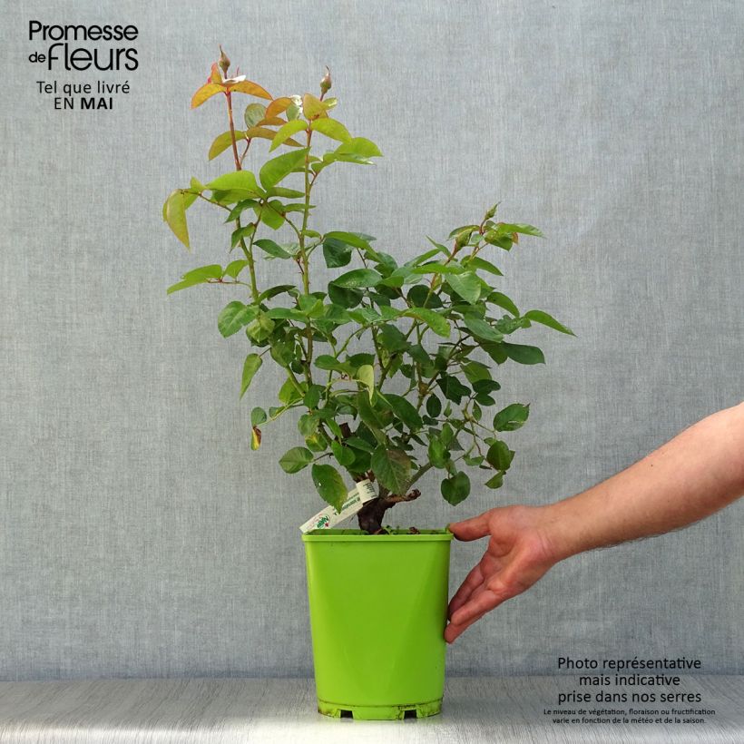 Spécimen de Rosier à grandes fleurs André Eve en pot de 4L tel que livré au printemps