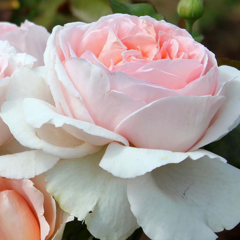 Rosier à grandes fleurs André Le Nôtre (Floraison)