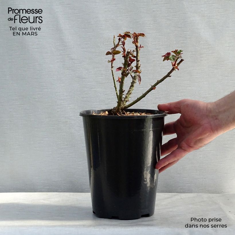 Spécimen de Rosier à grandes fleurs André Willemse en pot de 4L tel que livré au printemps