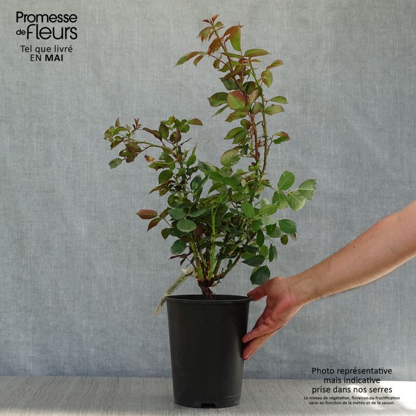 Spécimen de Rosier à grandes fleurs Anne Vanderlove Pot de 4L/5L tel que livré au printemps