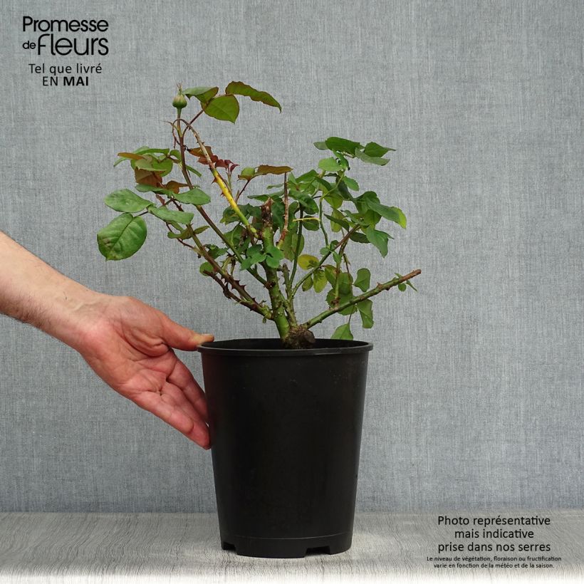 Spécimen de Rosier à grandes fleurs Astrid Gräfin von Hardenberg (Nuit de Chine) en pot de 4L tel que livré au printemps