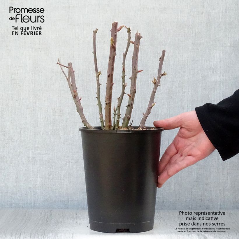Spécimen de Rosier à grandes fleurs Baie des Anges Pot de 4L/5L tel que livré en hiver