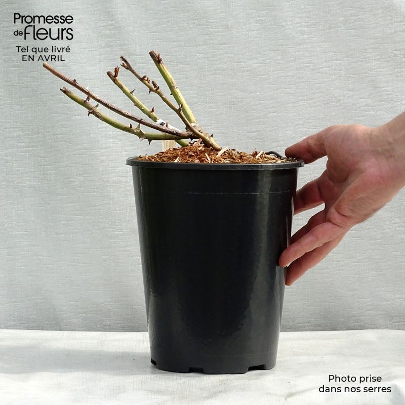 Spécimen de Rosier à grandes fleurs Belle du Seigneur en pot de 4L. tel que livré au printemps