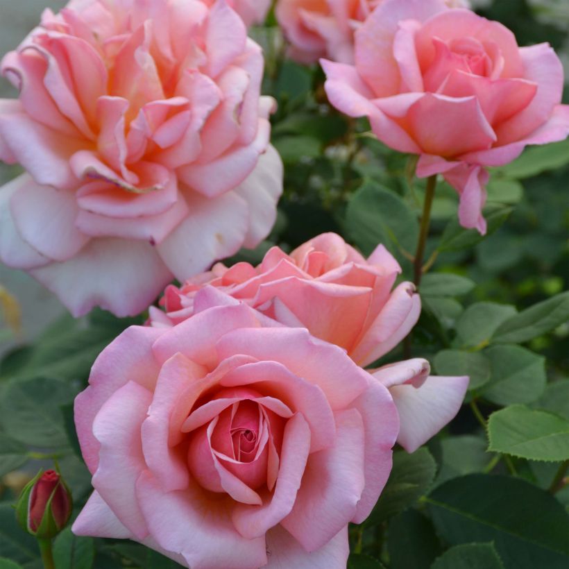 Rosier à grandes fleurs Belle du Seigneur (Floraison)