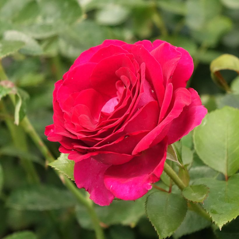 Rosier à grandes fleurs Belles Rives (Floraison)