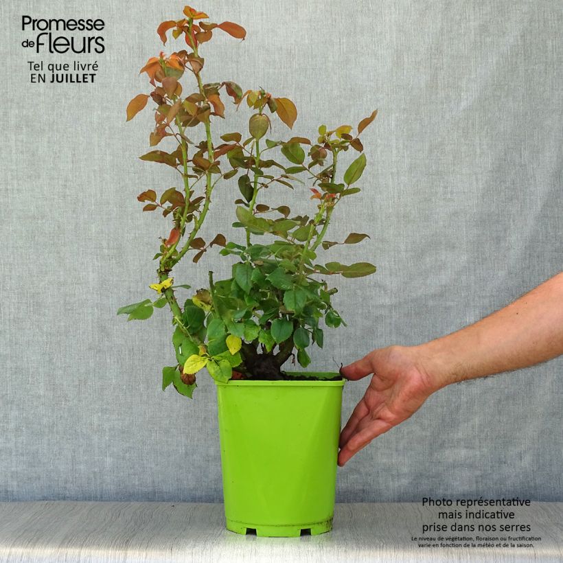 Spécimen de Rosier à grandes fleurs Belles Rives Pot de 4L/5L tel que livré en été