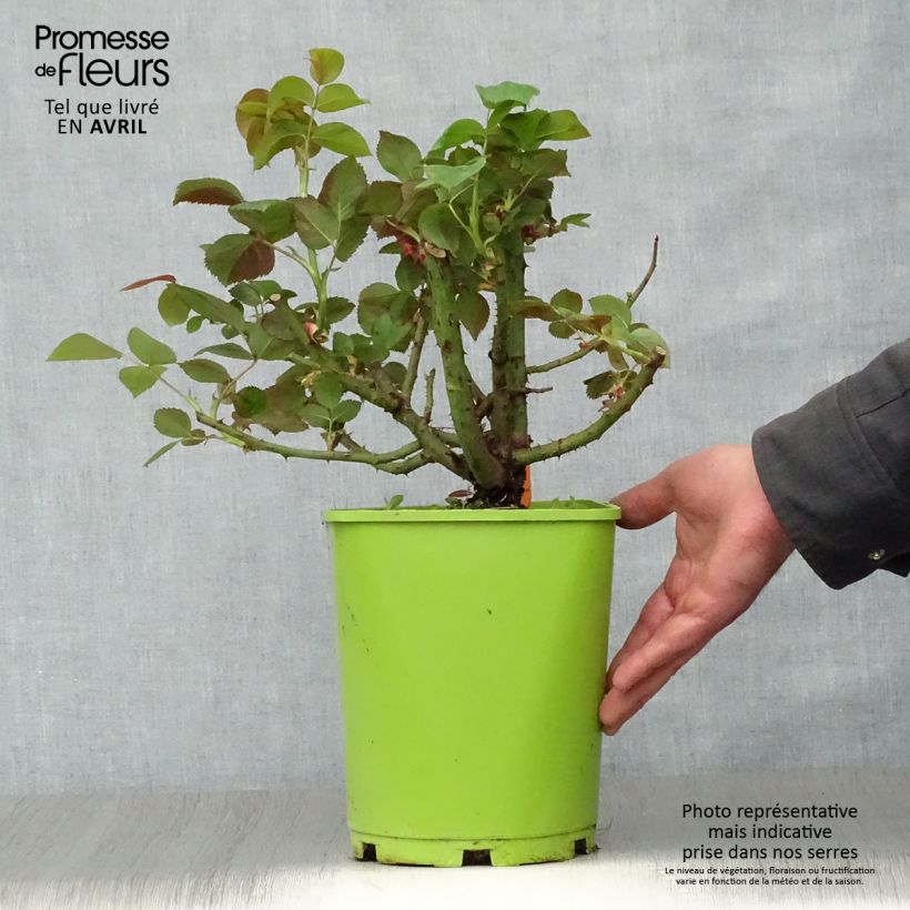 Spécimen de Rosier à grandes fleurs Belles Rives en pot de 4/5L tel que livré au printemps