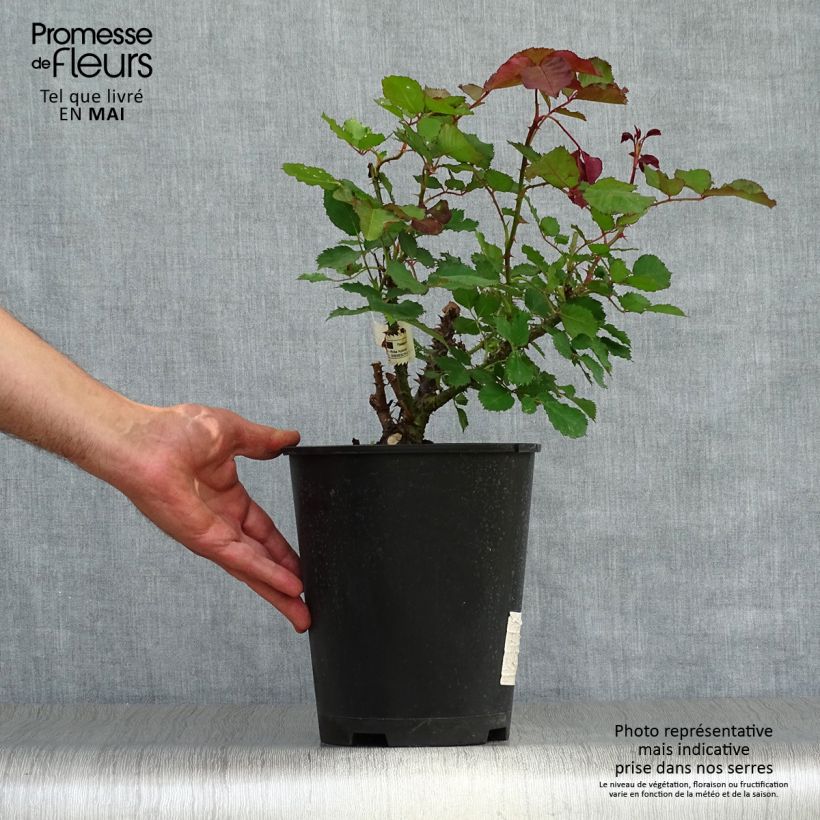 Spécimen de Rosier à grandes fleurs Berthe Morisot - Pot de 3L/4L tel que livré au printemps