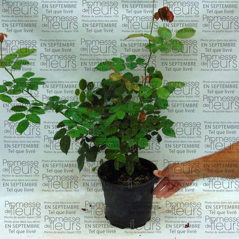 Exemple de spécimen de Rosier à grandes fleurs Biedermeier en pot de 4L  tel que livré