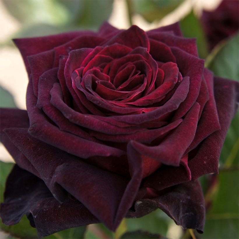 Rosier à grandes fleurs Black Baccara (Floraison)