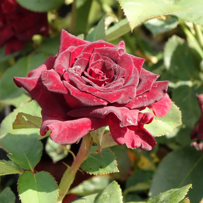 Rosier à grandes fleurs Black Baccara (Floraison)