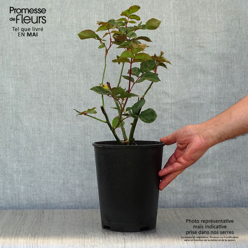 Spécimen de Rosier à grandes fleurs Black Baccara en pot de 4L tel que livré au printemps