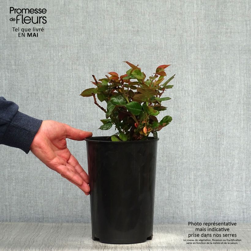 Spécimen de Rosier à grandes fleurs Blue Girl en pot de 4L/5L tel que livré au printemps