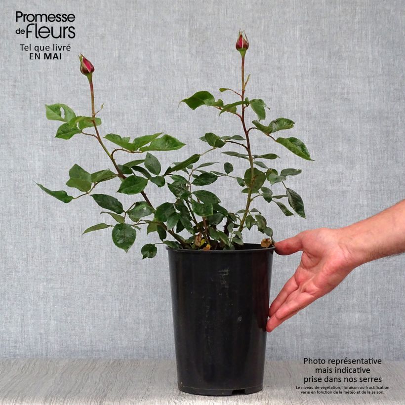 Spécimen de Rosier à grandes fleurs Blue River en pot de 3L/4L tel que livré au printemps