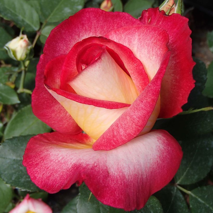 Rosier à grandes fleurs Bolshoï (Floraison)