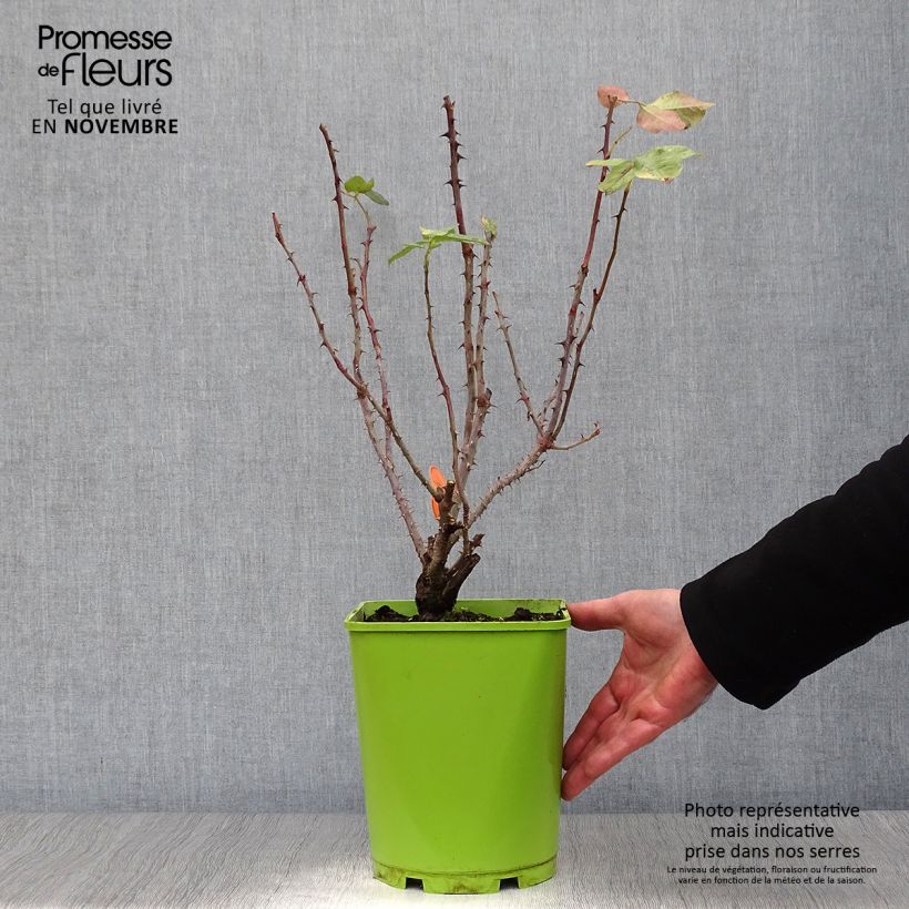Spécimen de Rosier à grandes fleurs Bolshoï Pot de 4L/5L tel que livré en automne