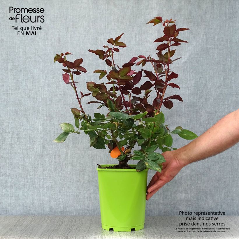 Spécimen de Rosier à grandes fleurs Bolshoï en pot de 4L tel que livré au printemps