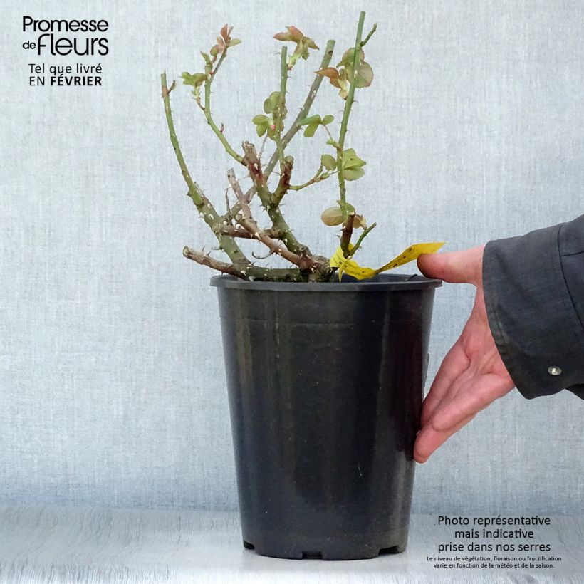 Spécimen de Rosier à grandes fleurs Boréale - Pot de 4L/5L tel que livré en hiver