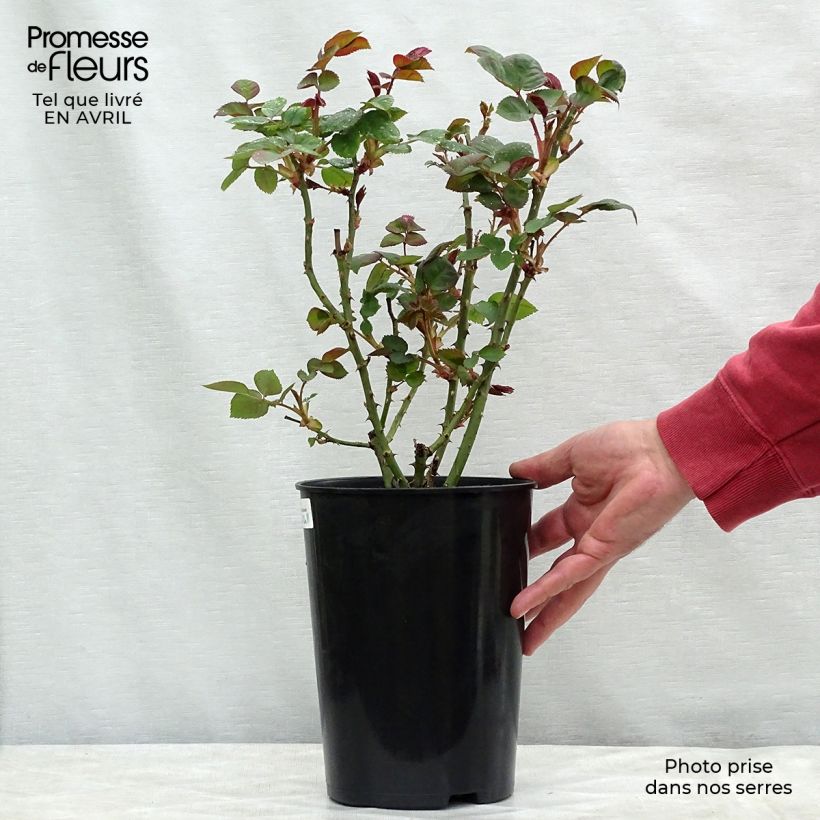 Spécimen de Rosier à grandes fleurs Borneo Odore en pot de 4L tel que livré au printemps