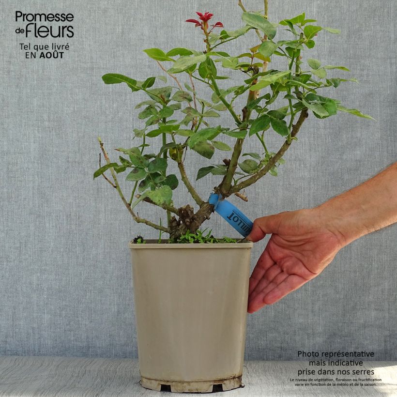 Spécimen de Rosier à grandes fleurs Bossuet Aigle de Meaux Pot de 4L/5L tel que livré en été