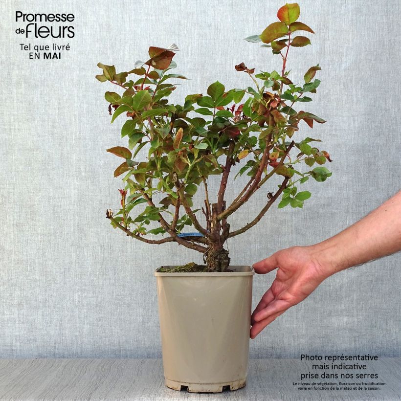 Spécimen de Rosier à grandes fleurs Bossuet Aigle de Meaux en pot de 4L tel que livré au printemps