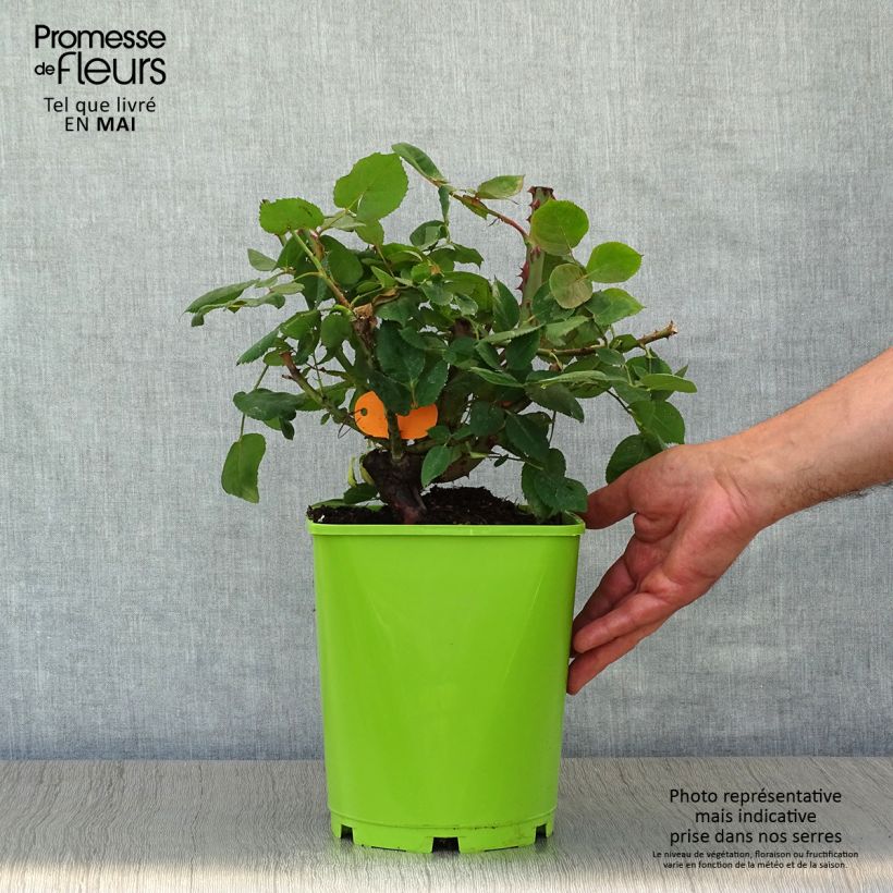 Spécimen de Rosier à grandes fleurs Botero en pot de 4L tel que livré au printemps