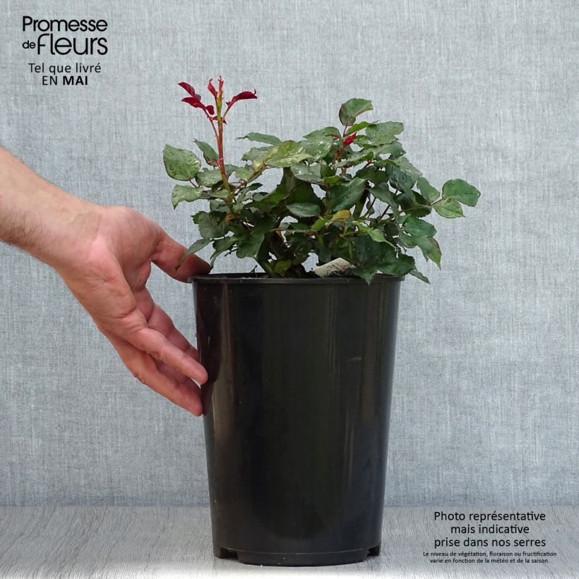 Spécimen de Rosier à grandes fleurs Broceliande en pot de 4L tel que livré au printemps