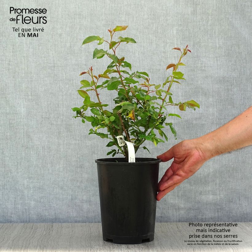Spécimen de Rosier à grandes fleurs Camille Pissarro en pot de 4L tel que livré au printemps