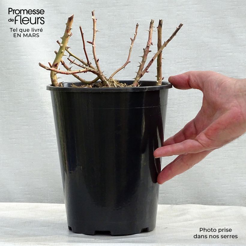 Spécimen de Rosier à grandes fleurs Candlelight tel que livré en hiver