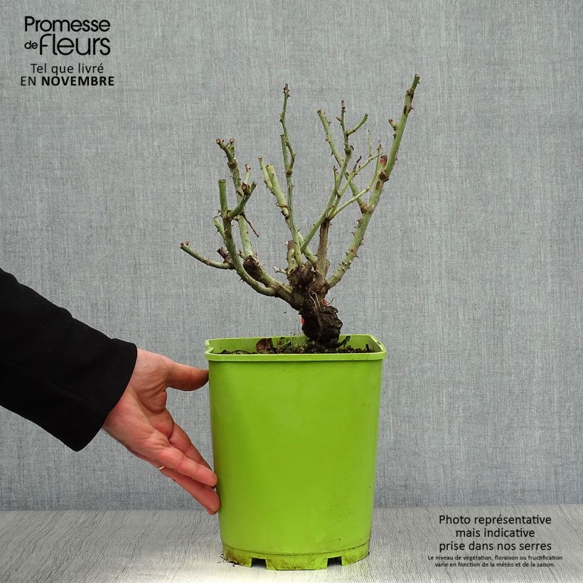Spécimen de Rosier à grandes fleurs Catherine Deneuve Pot de 4L/5L tel que livré en automne