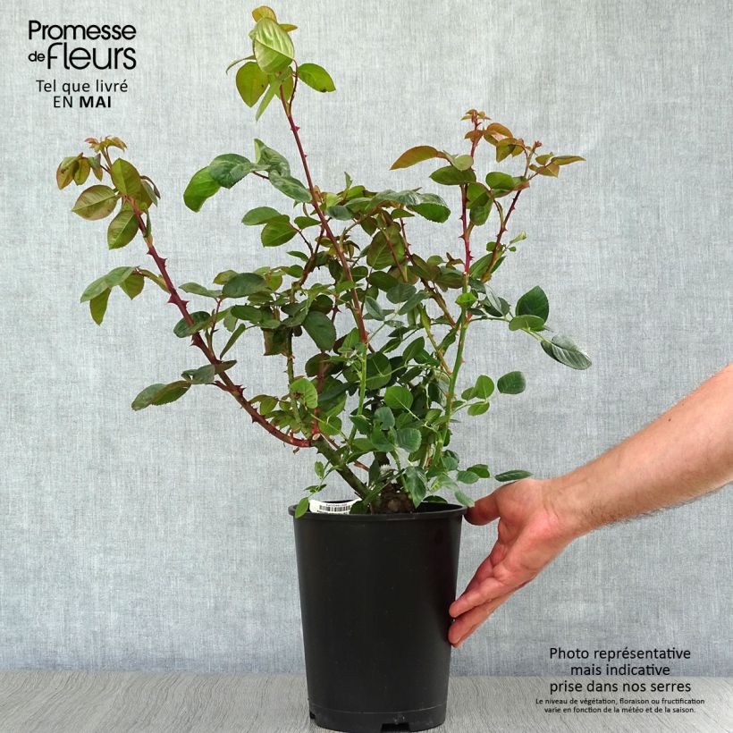 Spécimen de Rosier à grandes fleurs Chartreuse de Parme en pot de 3L/4L. tel que livré au printemps
