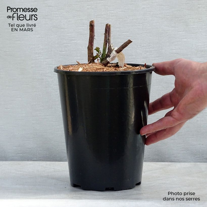 Spécimen de Rosier à grandes fleurs Château de Cheverny en pot de 3L/4L tel que livré au printemps