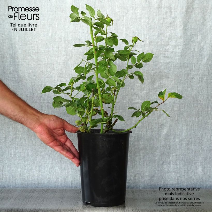 Spécimen de Rosier à grandes fleurs Clair Renaissance Pot de 4L/5L tel que livré en été